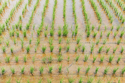 Full frame shot of plants growing on field