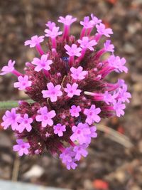 Close-up of pink flowers