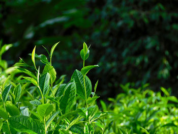 green