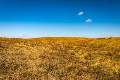 Yellow grass with bright blue sky at morning