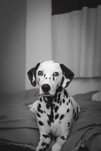 Portrait of dog sitting on bed at home