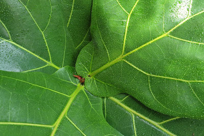 Close-up of insect on leaf