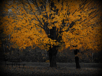 Trees in park during autumn