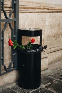 Close-up of potted plant against wall