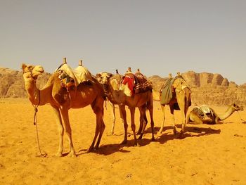 Camel in desert