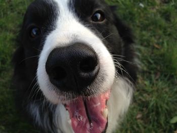 Close-up portrait of dog