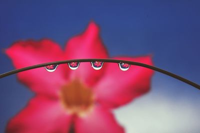 Close-up of water drops on red flower