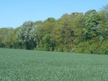 plant