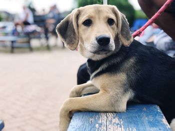 Close-up of puppy looking away