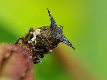 Close-up of insect