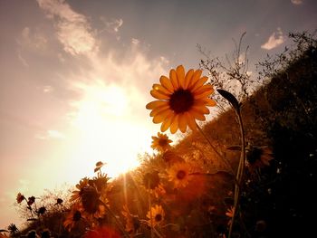 Close-up of yellow cosmos flowers blooming against sky