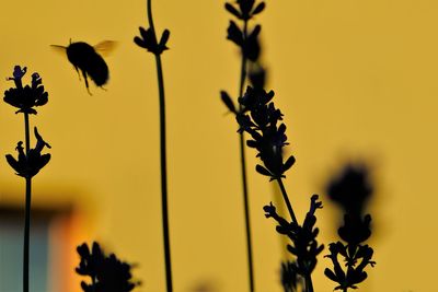 Silhouette of flying bumblebee against yellow wall