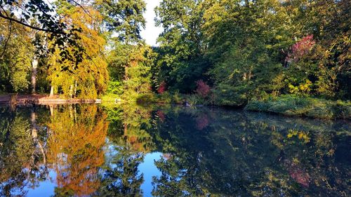 Trees by lake in forest during autumn