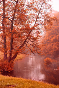 Trees by lake in forest during autumn