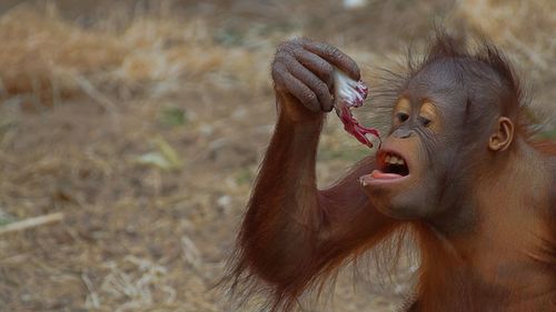 Close-up of monkey on field