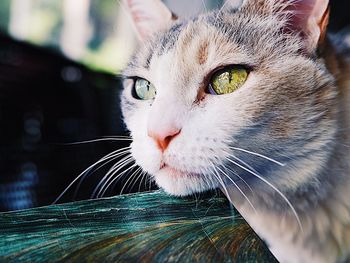 Close-up portrait of cat