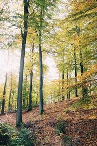 Trees in forest against sky