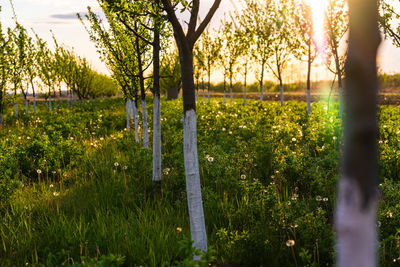 Trees on field in forest