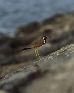 Bird perching on rock