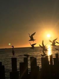 Silhouette of seagulls flying over sea during sunset