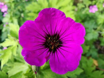 Close-up of pink flower
