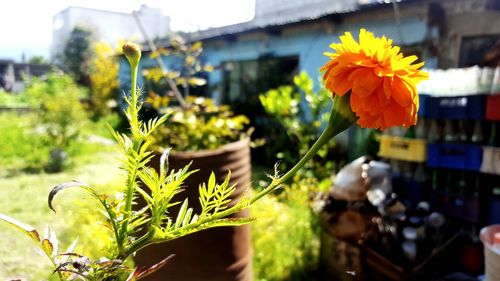 Close-up of potted plant