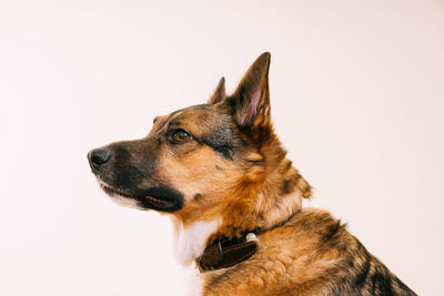 Close-up of dog against white background
