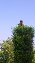 Low angle view of bird on tree against sky