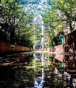 Reflection of trees in puddle