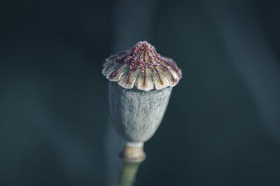macro photography