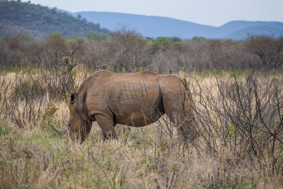 Side view of rhinoceros grazing on field