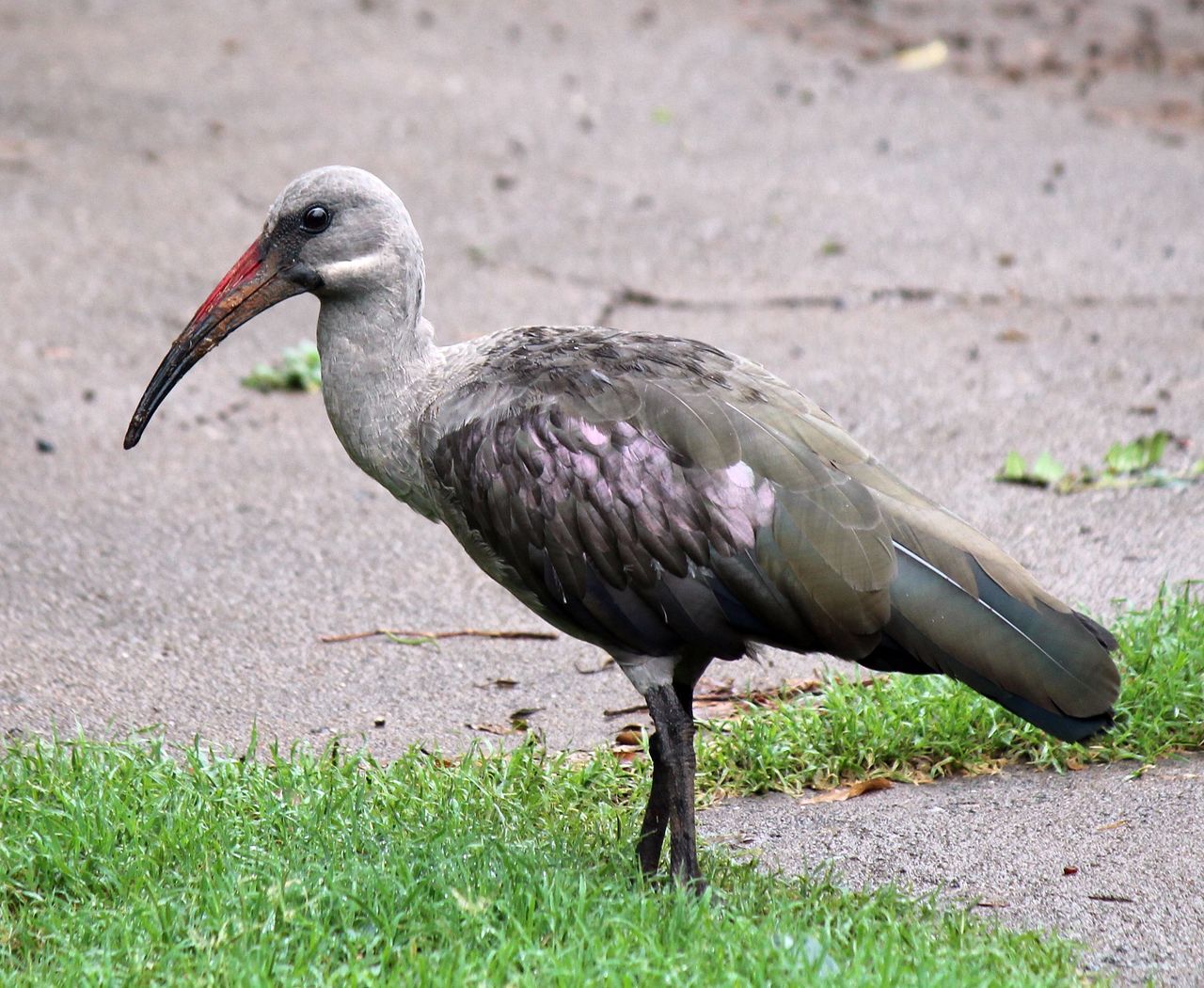 Large bird