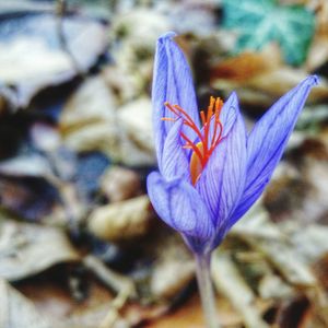 Close-up of crocus blooming outdoors