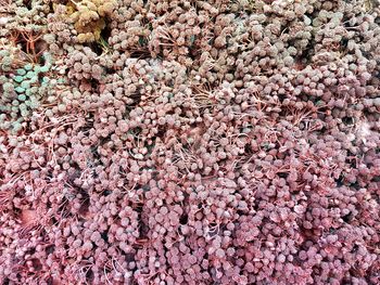 Full frame shot of pink cherry blossom