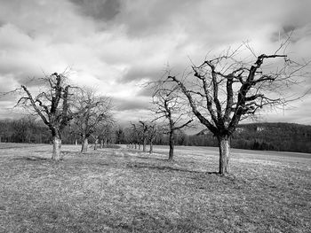 Bare trees on field against sky