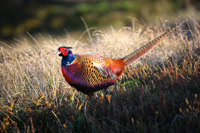 Close-up of pheasant on grassy field