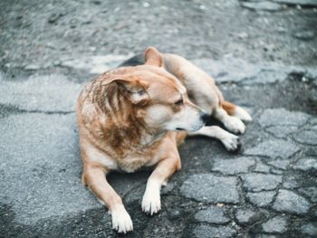 High angle view of dog sleeping on footpath