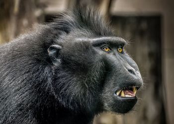 Close-up of an animal head