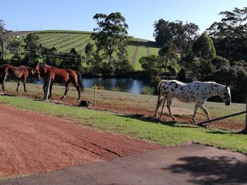 Horses in park against sky