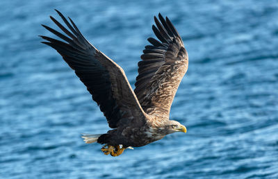 Close-up of eagle flying over sea