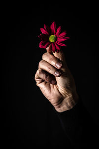 Cropped hand holding flower against black background