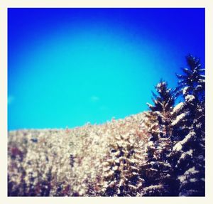 Low angle view of trees against clear blue sky