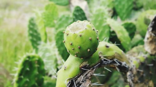 Close-up of prickly pear cactus
