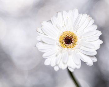 Close-up of white daisy