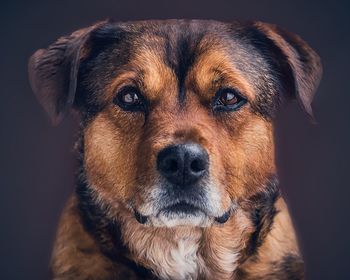 Close-up portrait of dog