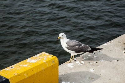 Seagull perching on railing