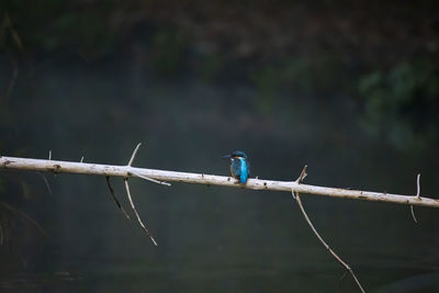 Close-up of bird perching on fence