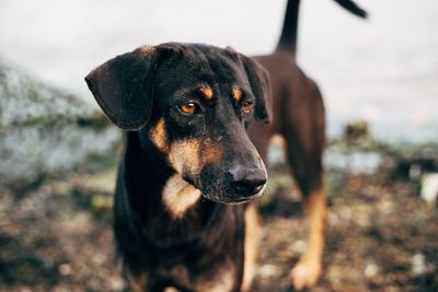 Close-up of dog looking away