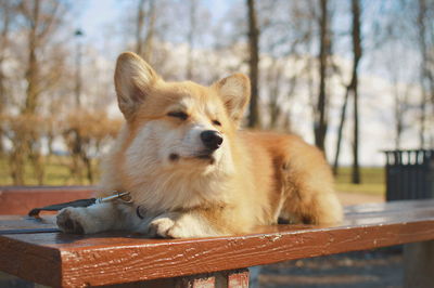 Welsh corgi pembroke 