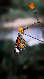 Close-up of butterfly pollinating on flower